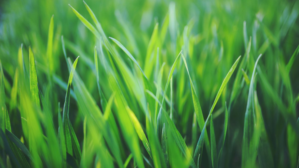 春天的草4k护眼图片,4k高清风景图片,娟娟壁纸