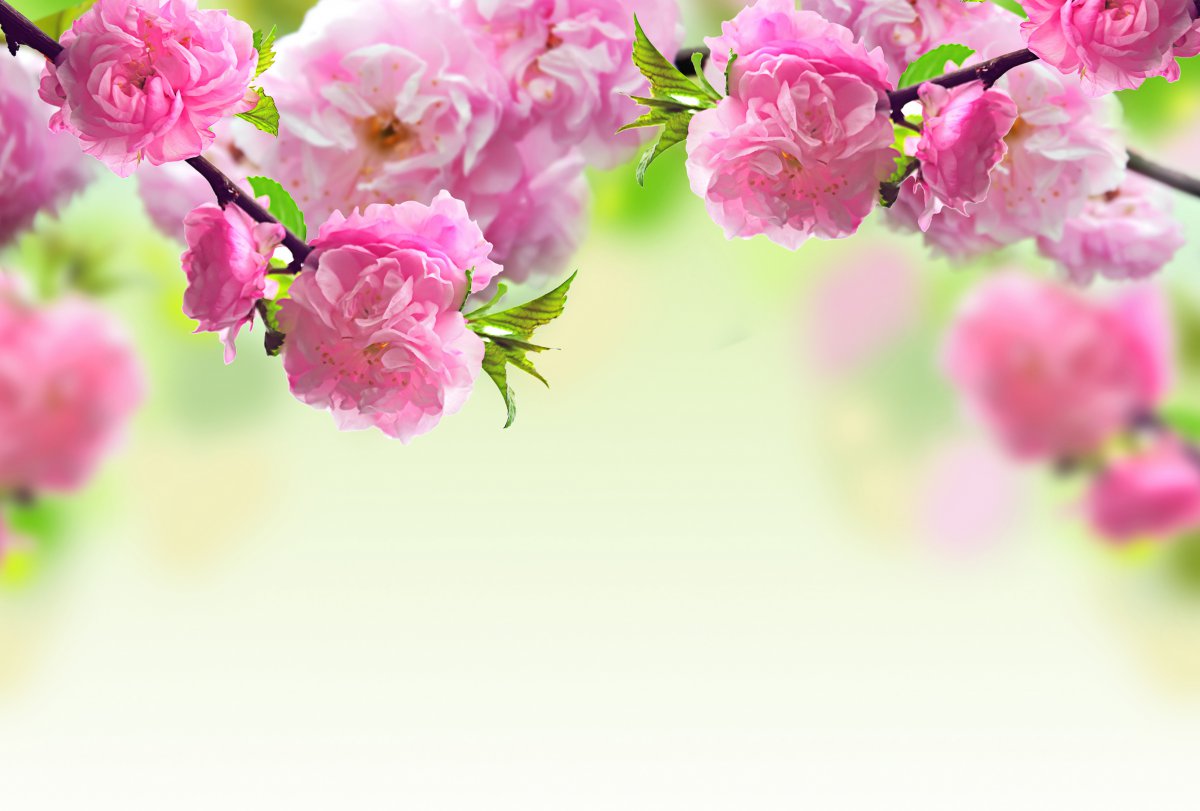 春天,桃花,树支,粉红色桃花背景图片图片,4k高清风景图片,娟娟壁纸