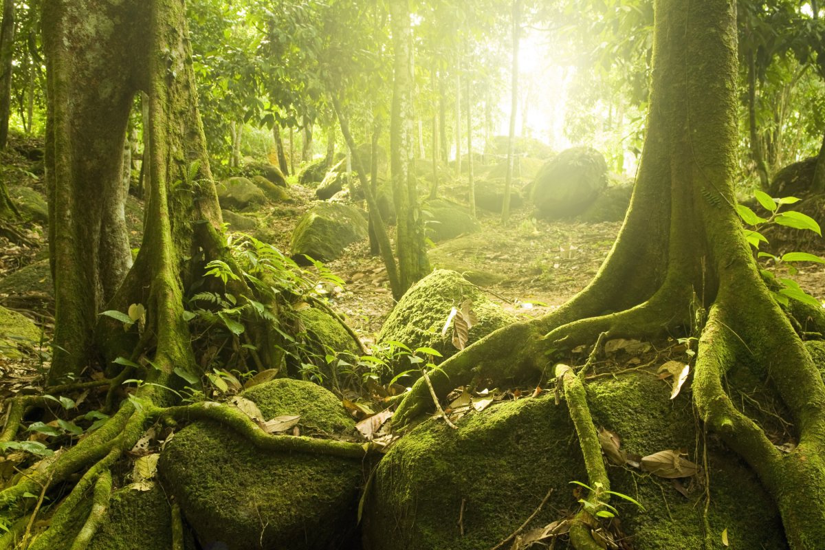 神秘的森林太阳树木石头苔藓大自然风景图片图片