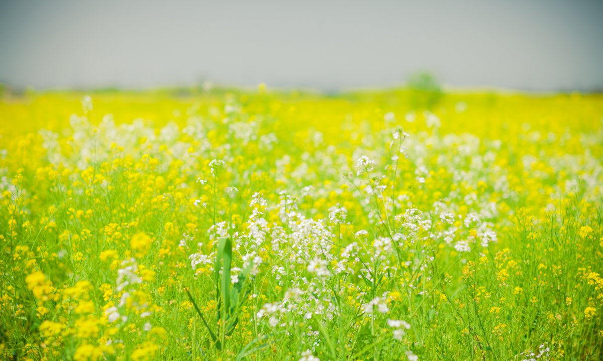 油菜花高清4k图片,4k高清风景图片,娟娟壁纸