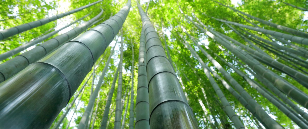绿色竹林风景图片