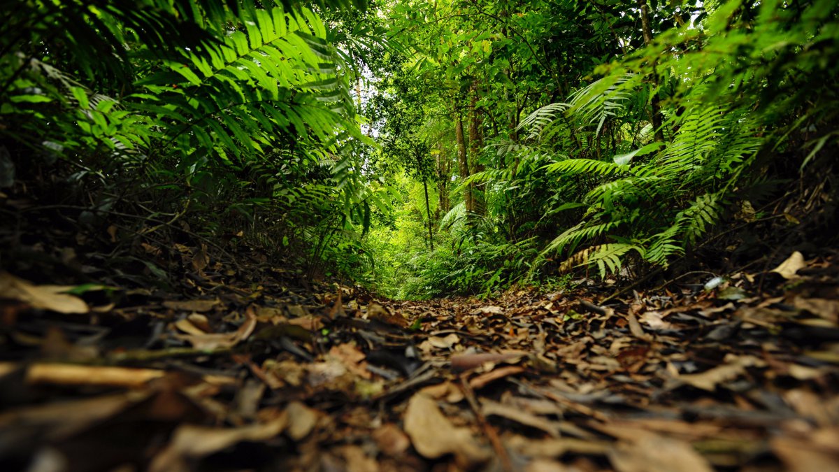 绿色雨林路径2022年景观hdr摄影图片