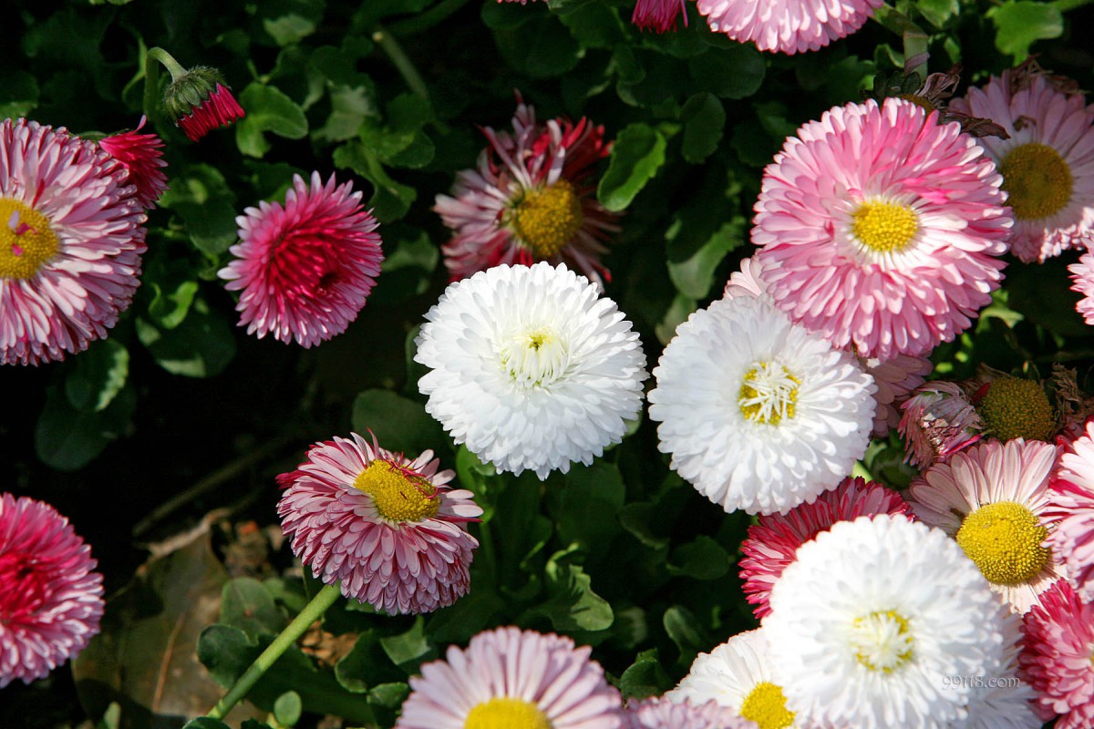 雏菊幸福花壁纸1417