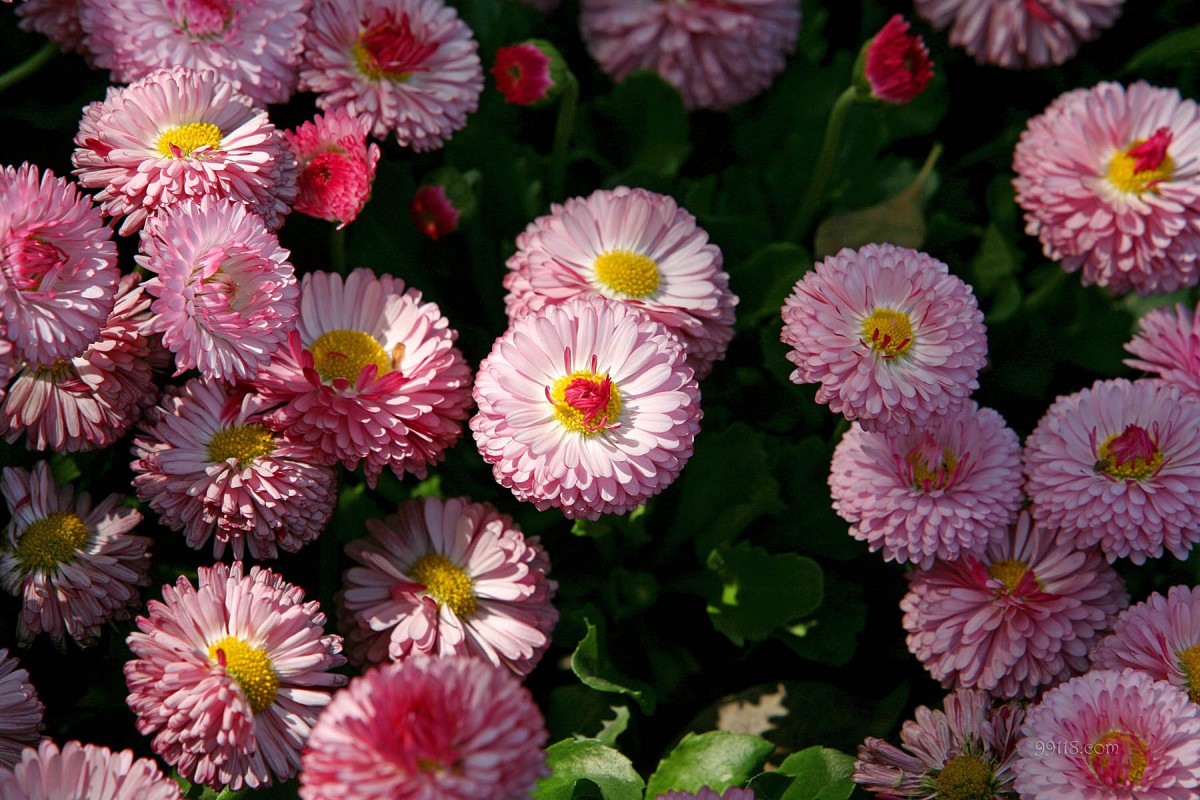 雏菊(幸福花)壁纸(16/17)