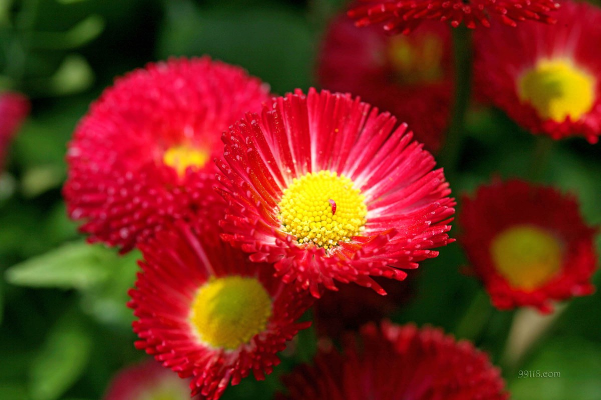 雏菊(幸福花)壁纸-花卉壁纸-高清花卉图片-第9图-娟娟壁纸
