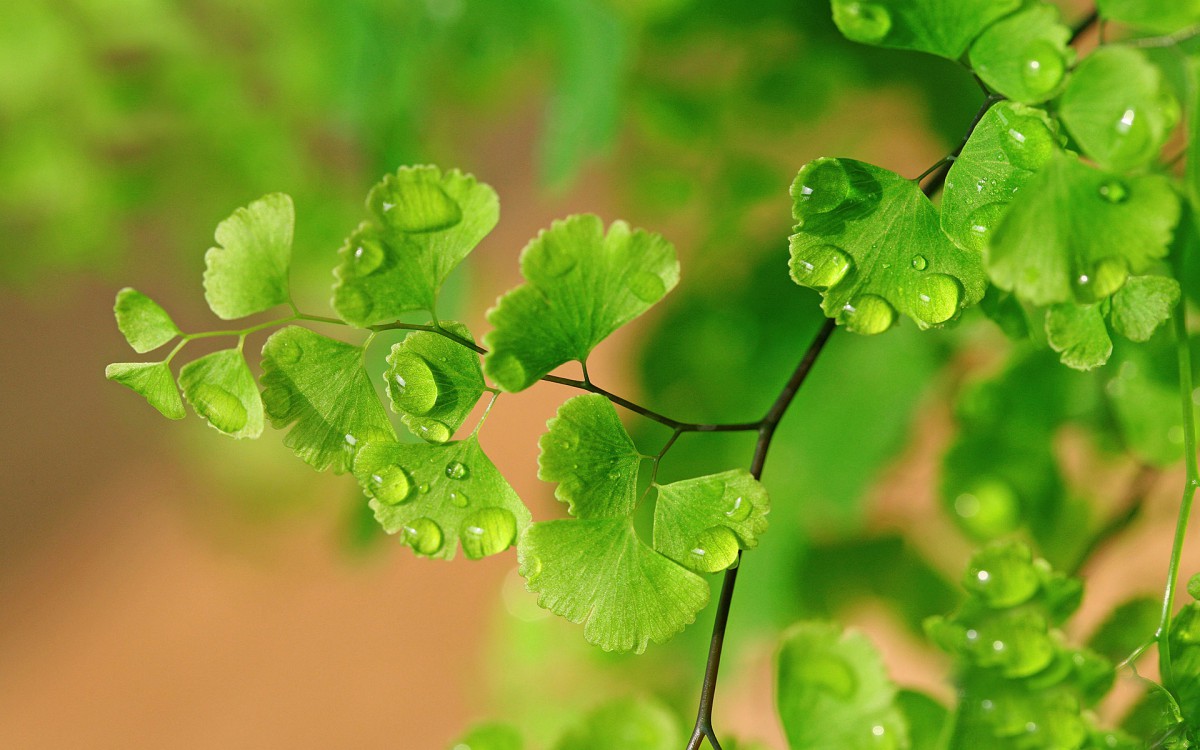 养眼护眼铁线蕨常绿草本植物(17/20)