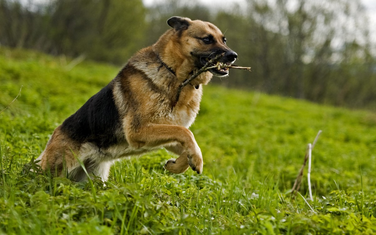 德国黑背犬图片壁纸112