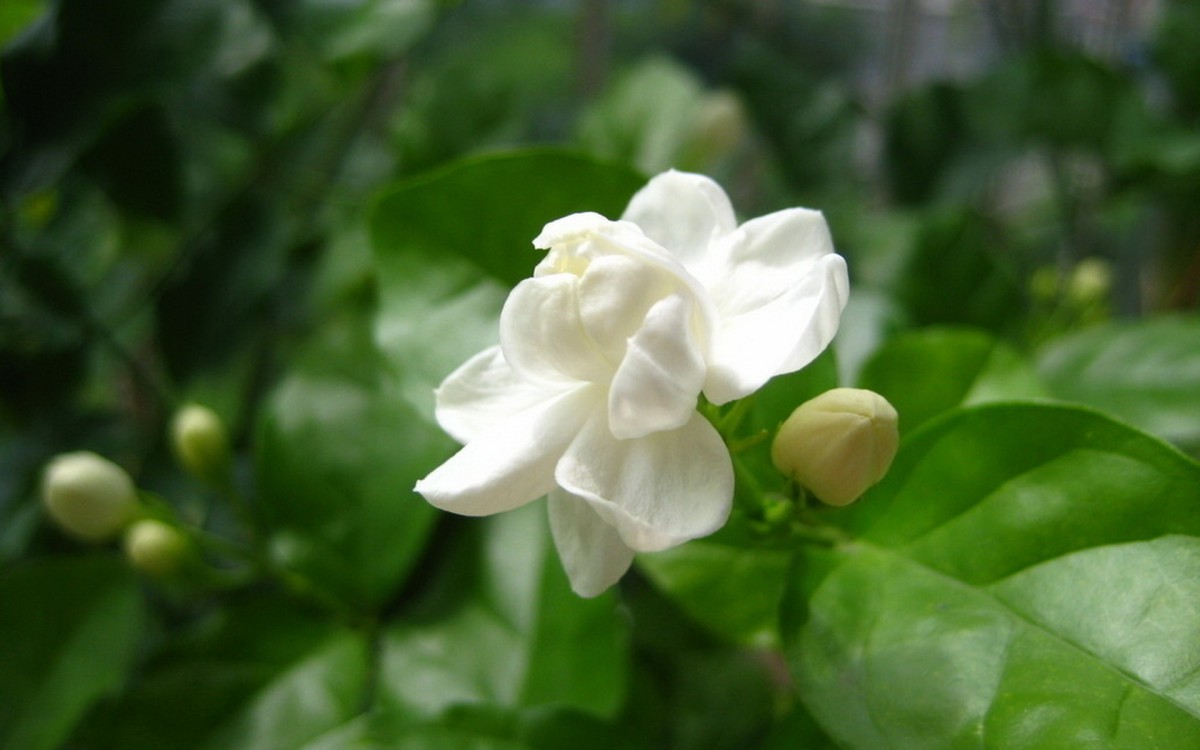 桌面壁纸 花卉 鲜花特写 香气浓郁的茉莉花壁纸