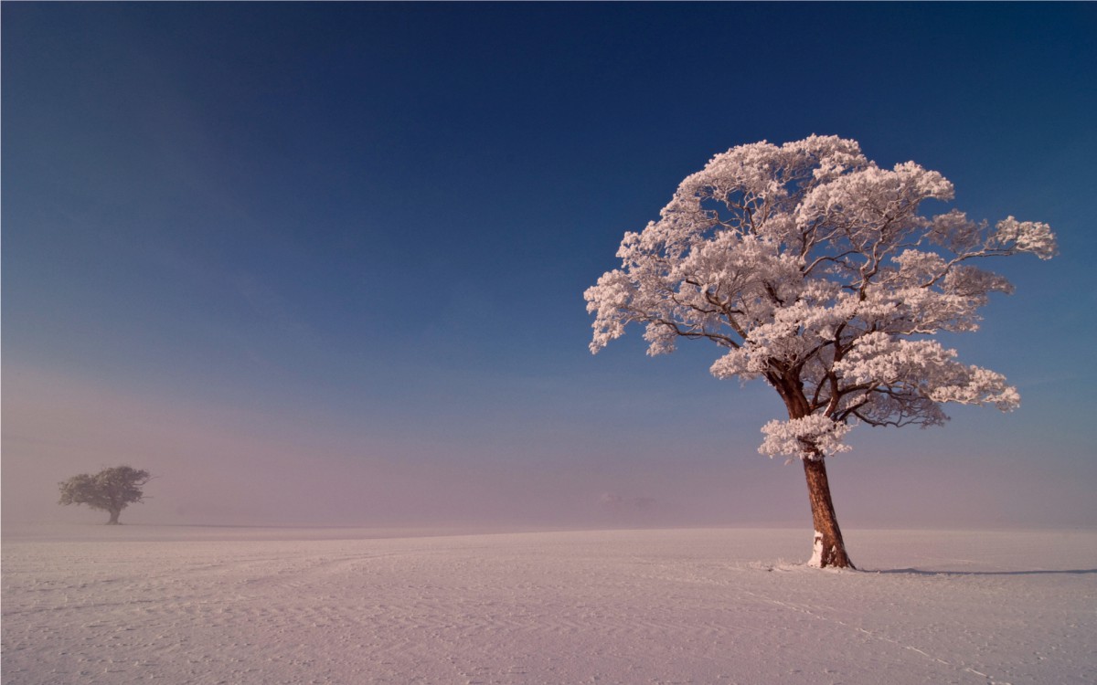 玉树琼枝雪景图片壁纸920