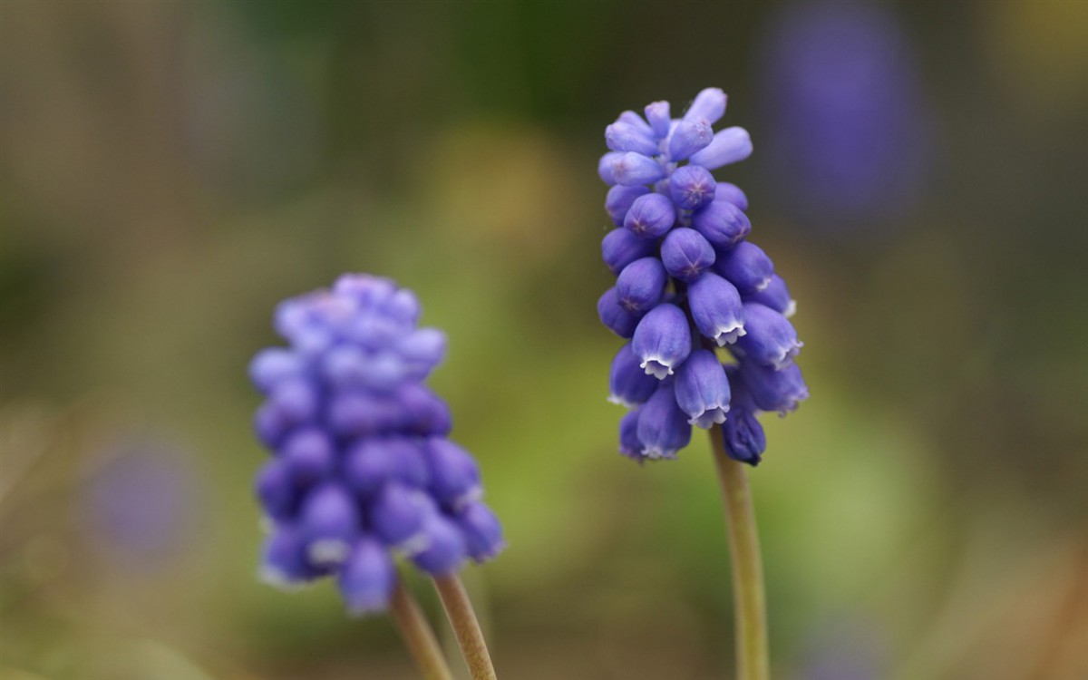 色彩艳丽的鲜花特写图片壁纸1320