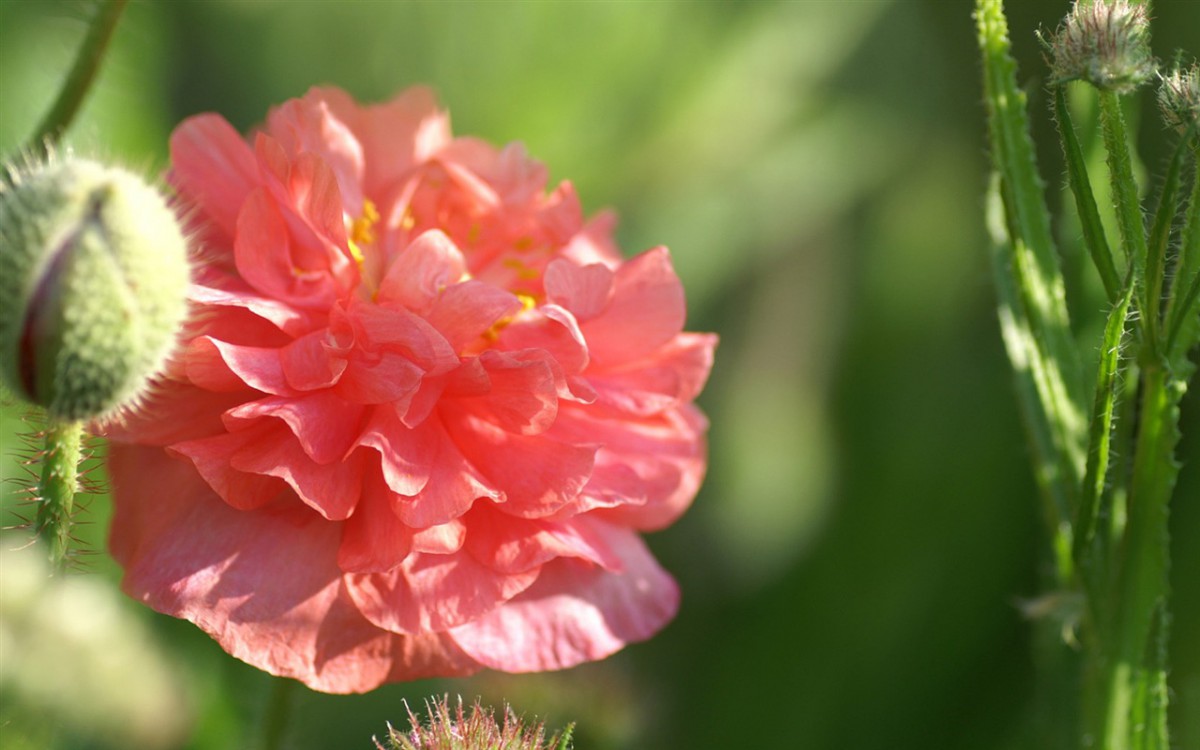 色彩艳丽的鲜花特写图片壁纸(3/20)