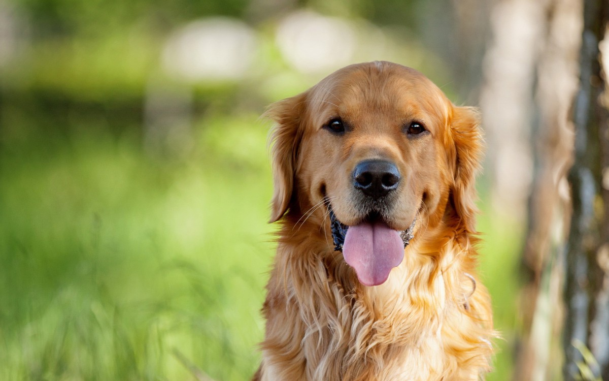 金毛寻回犬图片-动物壁纸-高清动物图片-第4图-娟娟壁纸