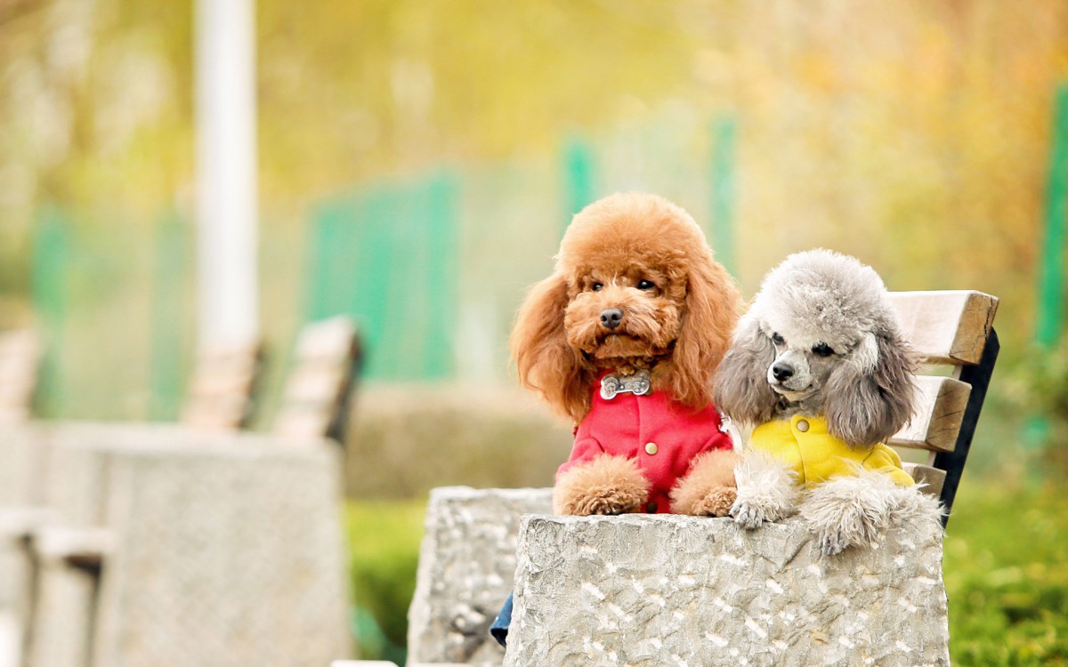 贵宾犬图片-动物壁纸-高清动物图片-娟娟壁纸