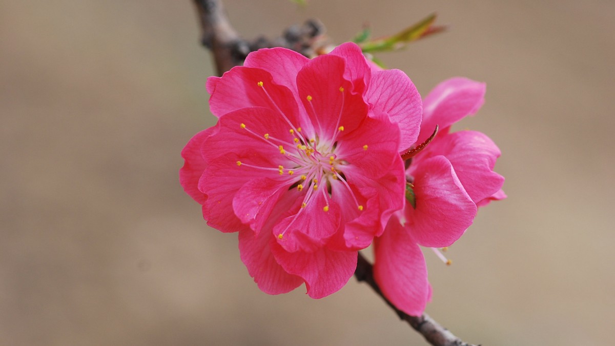 桃花图片大全大图114