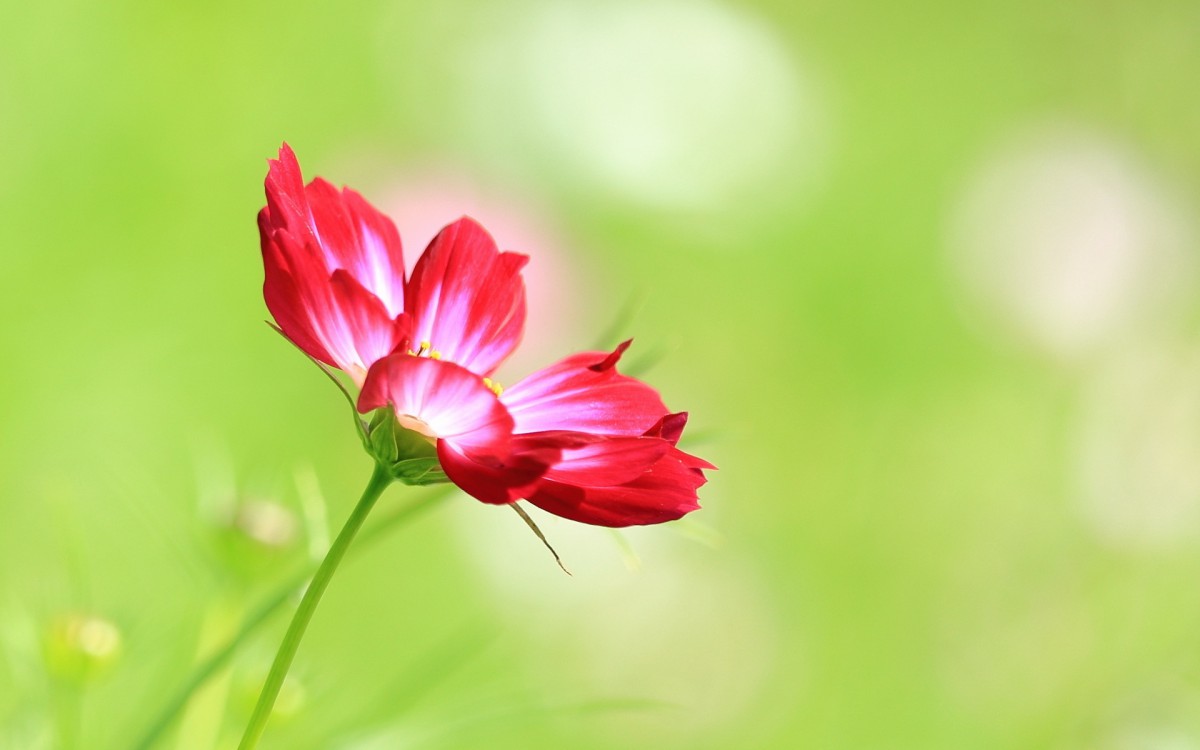 格桑花花语图片壁纸115