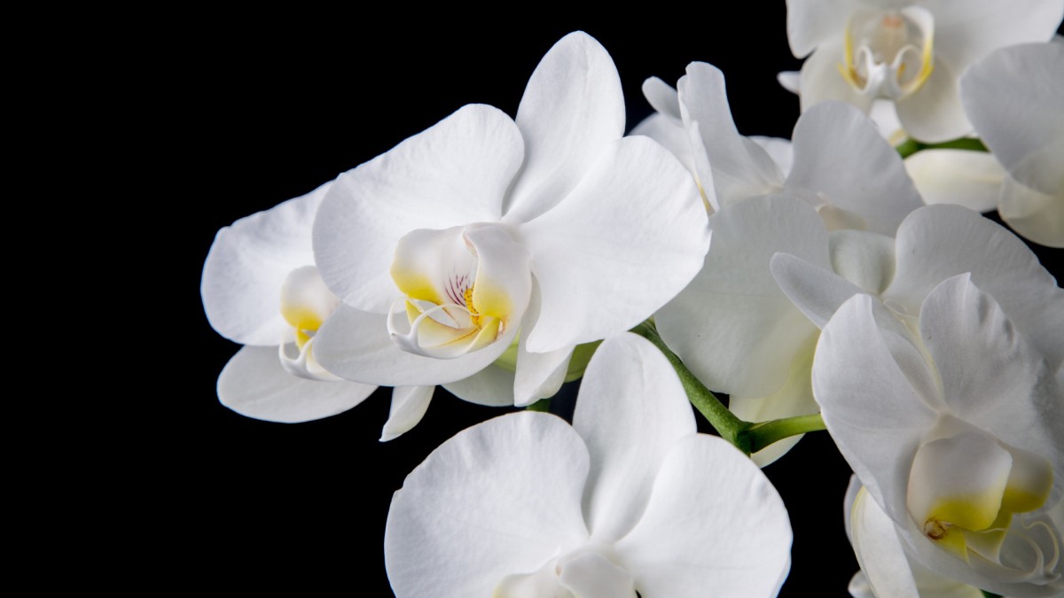 白色蝴蝶兰图片-花卉壁纸-高清花卉图片-第8图-娟娟壁纸