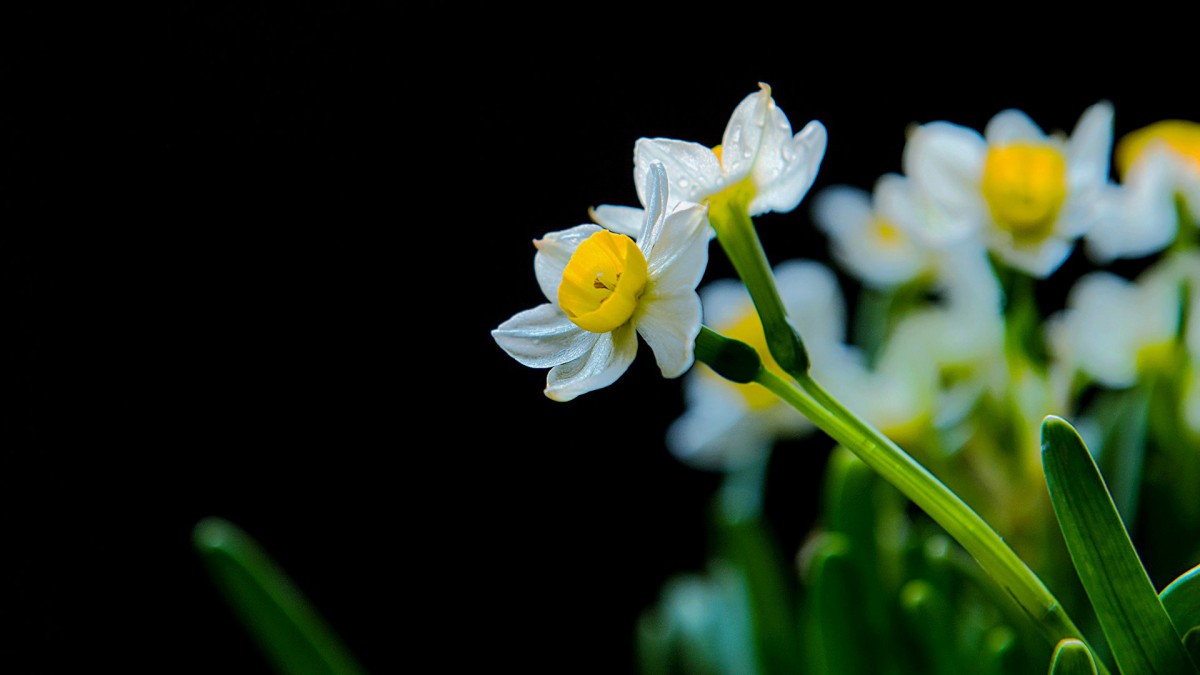 水仙花图片水仙花花语-花卉壁纸-高清花卉图片-第2图-娟娟壁纸