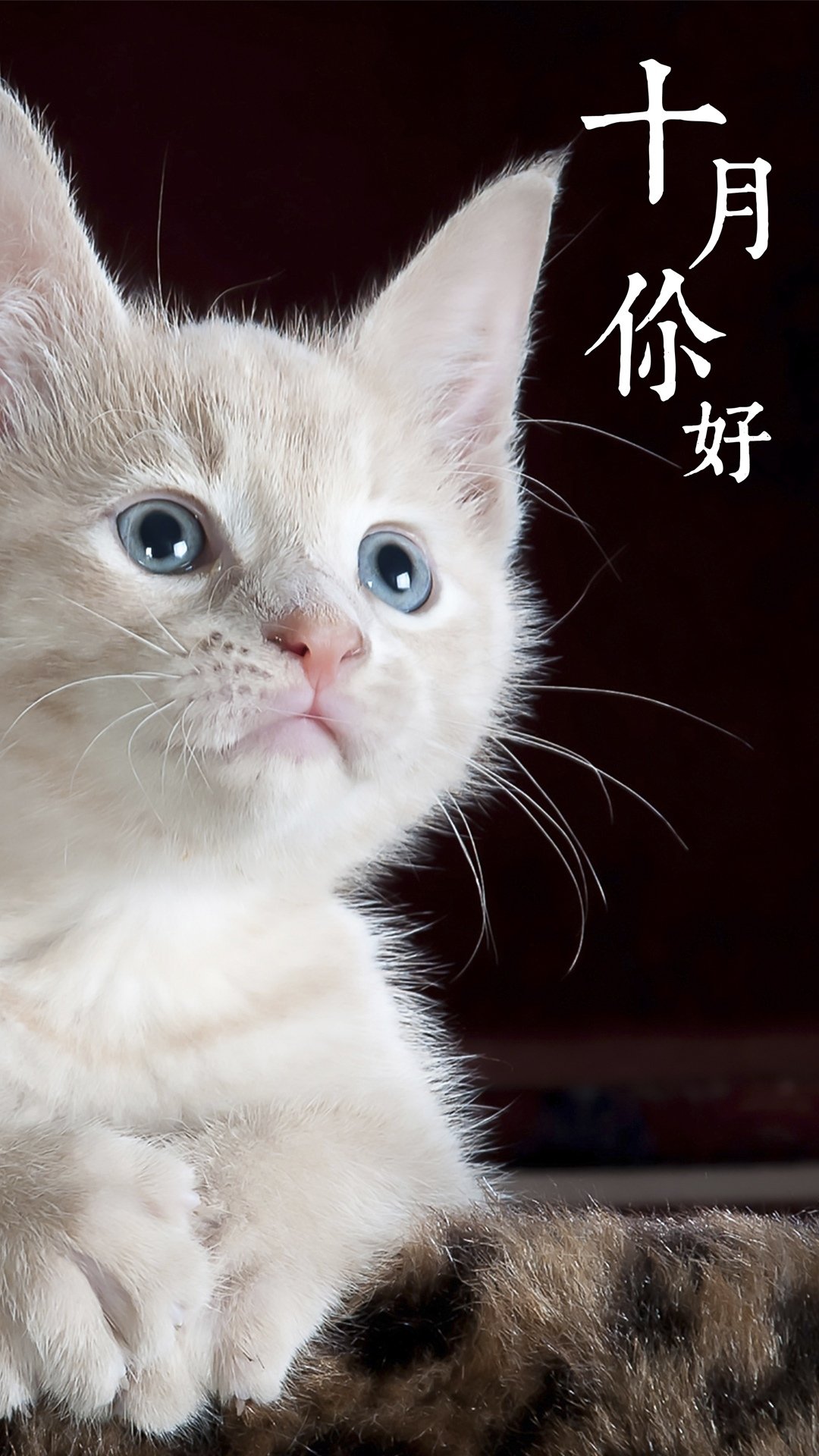 十月你好可爱的白色猫咪
