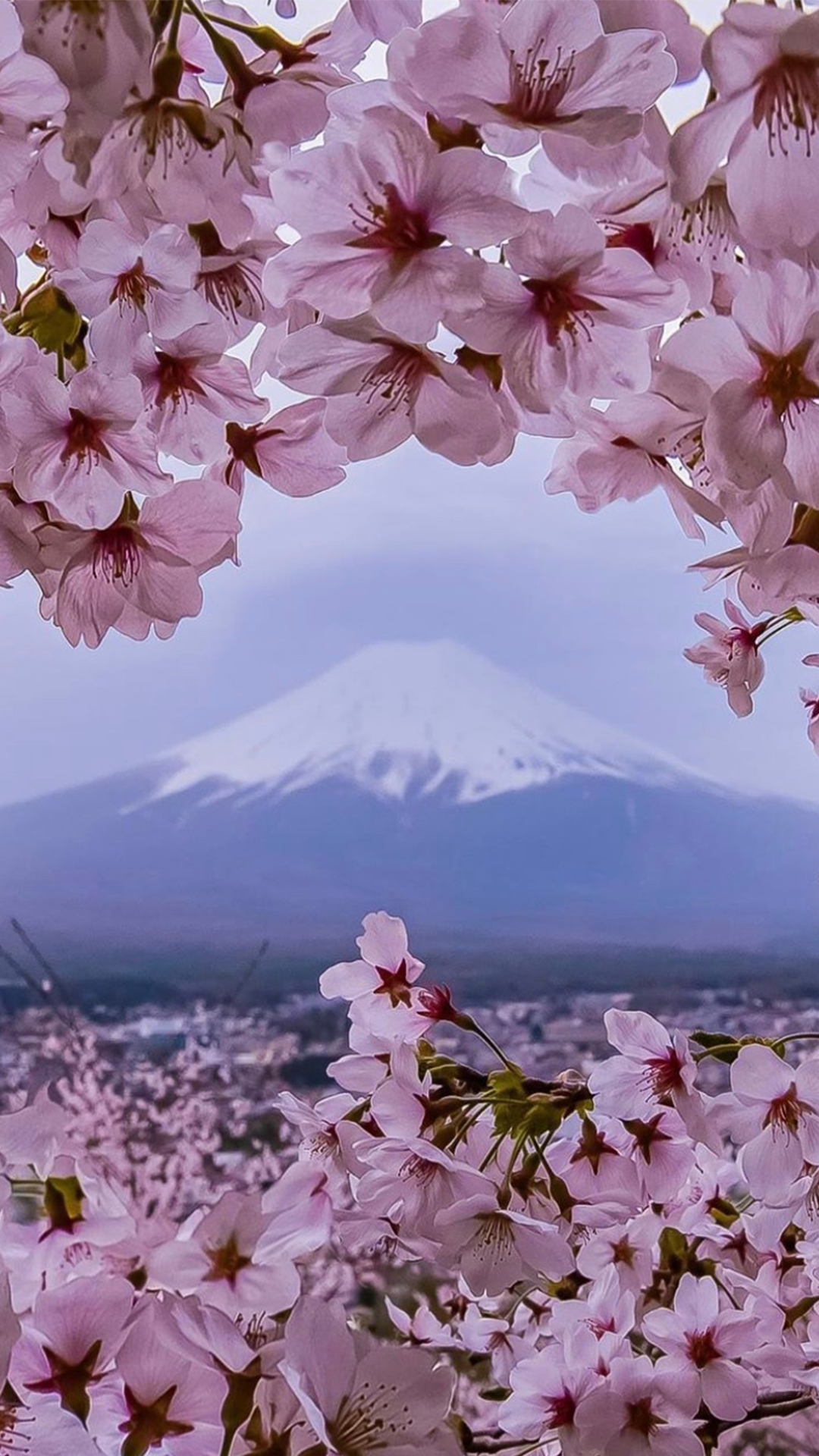 富士山樱花唯美浪漫风景,高清图片,手机壁纸