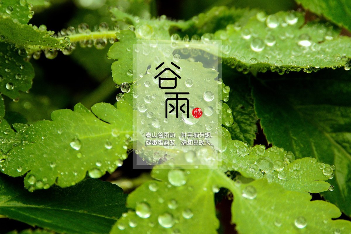 谷雨诗词图片