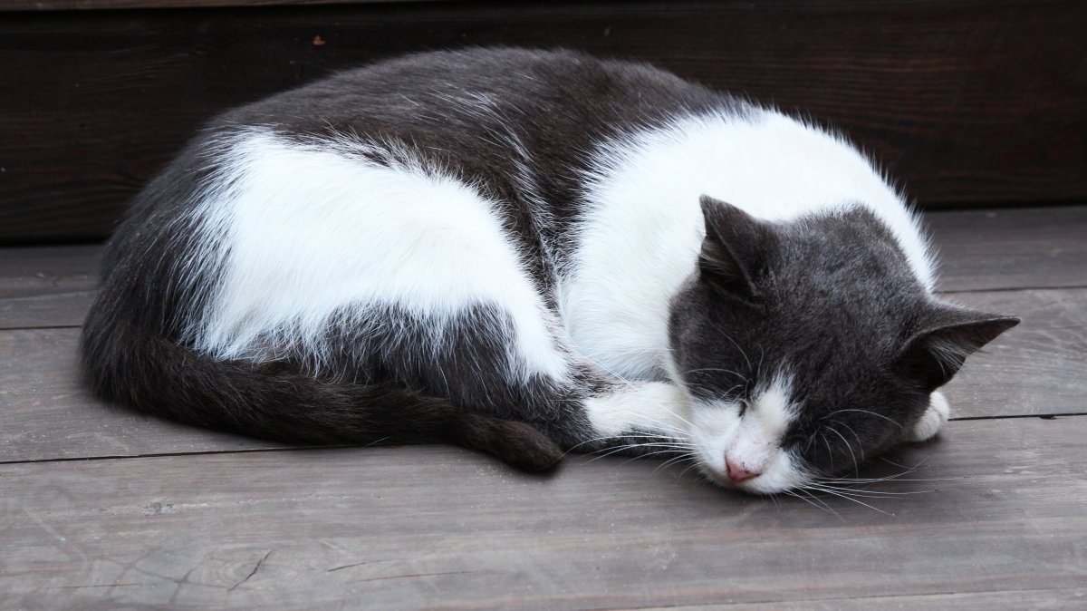 小猫咪睡着图片,高清图片