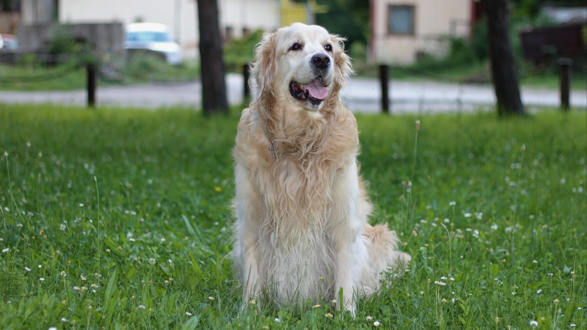 金毛寻回犬萌宠图片