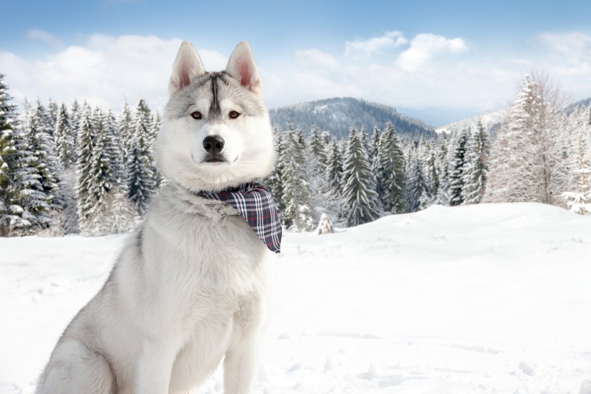 坐立雪中的西伯利亚雪橇犬图片