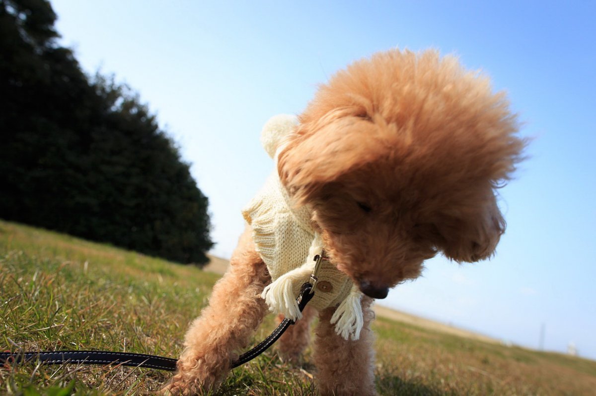 迷你贵宾犬图片