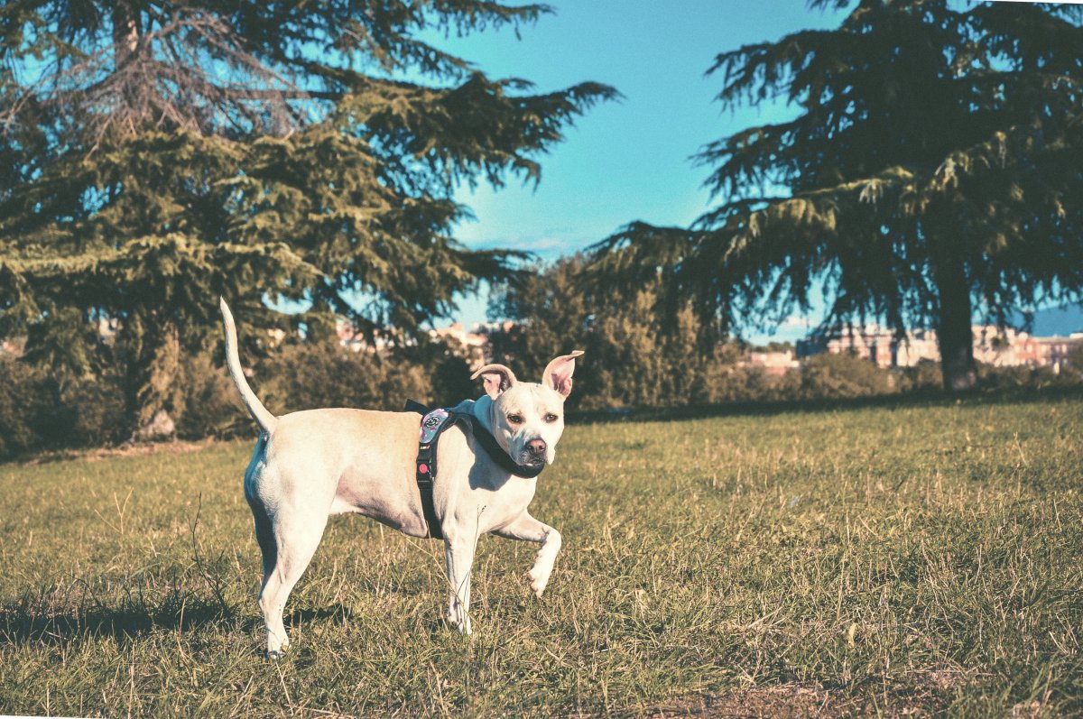 美国斯塔福德郡梗犬图片