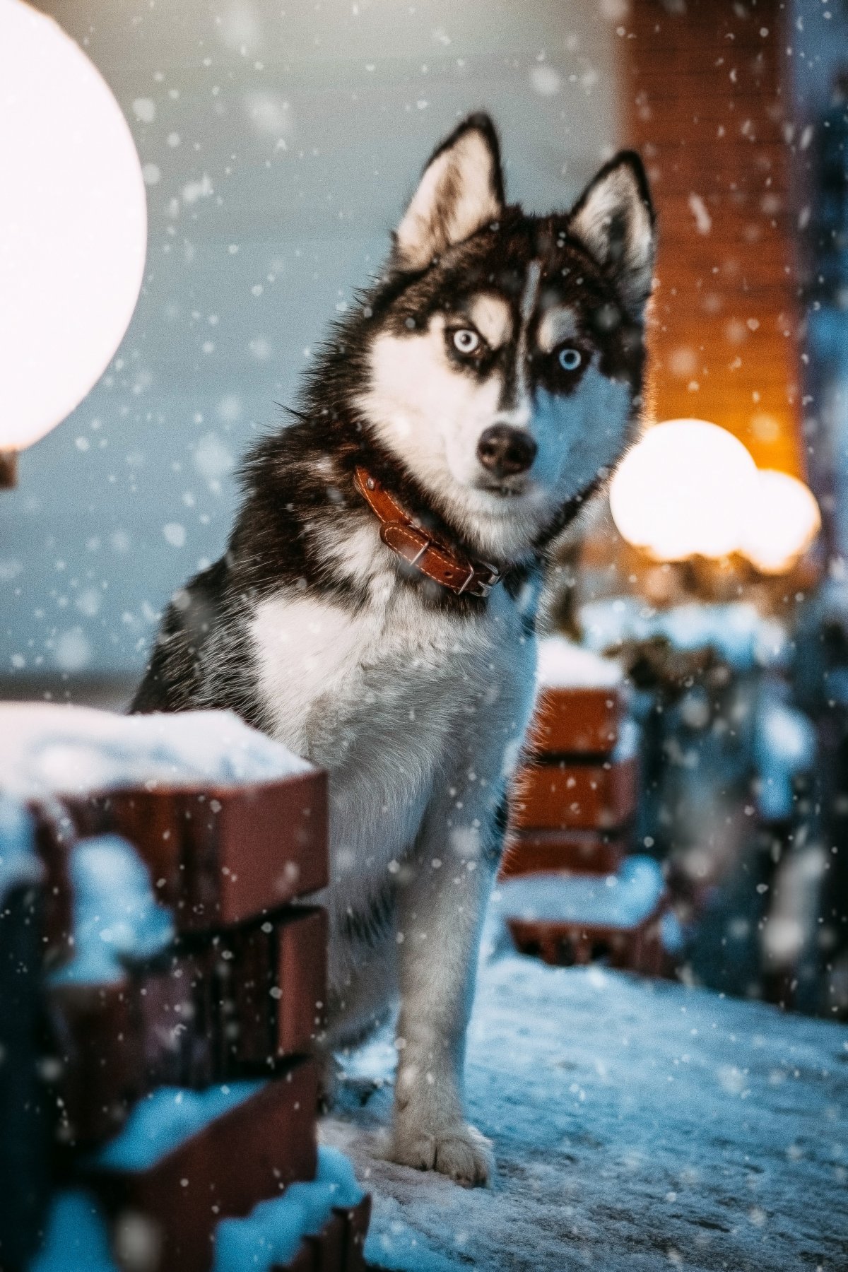 雪地里的二哈图片