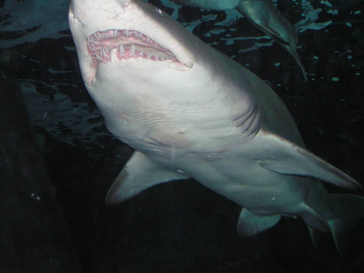 简介:一组精美的大白鲨图片,大白,图片,标签:大鲨鱼大白鲨特别声明:本