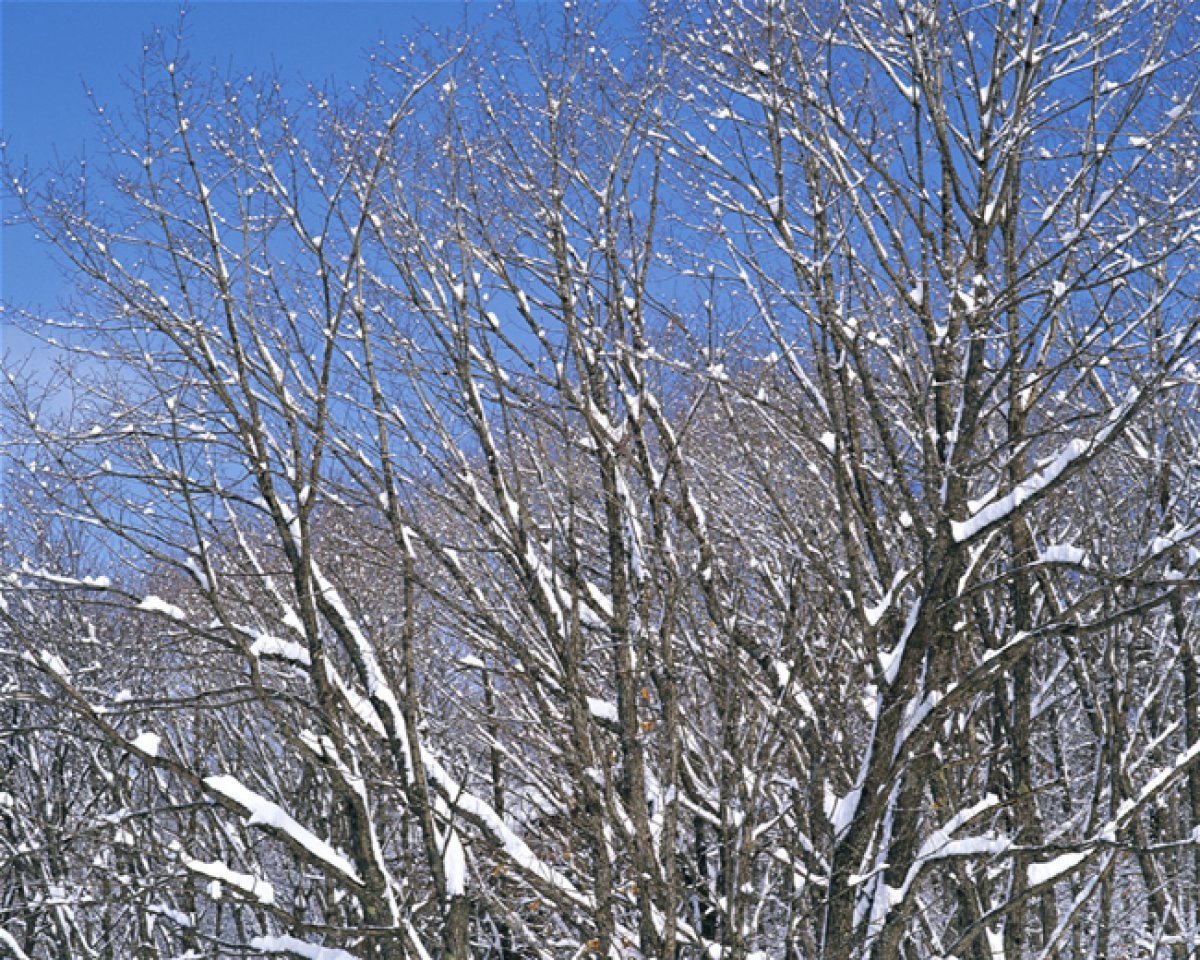 树木雪景图片