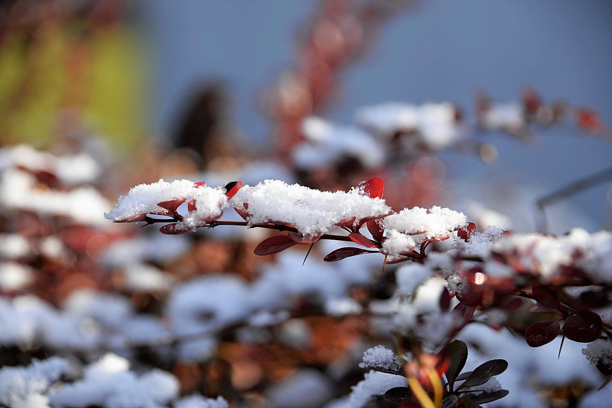 初雪图片,高清图片