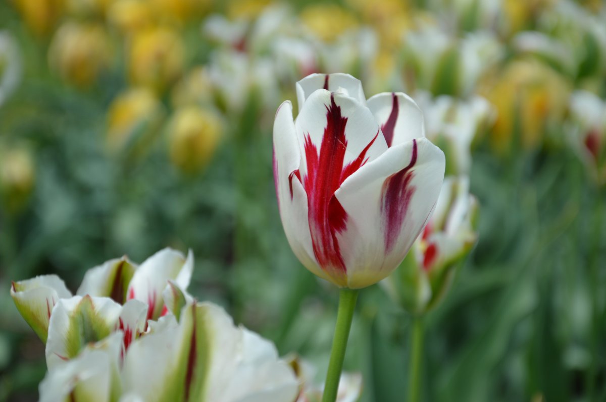 郁金香花桌面壁纸图片