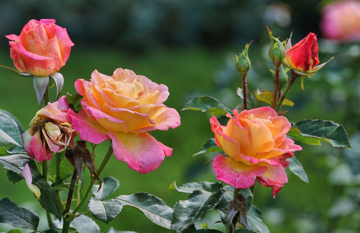 粉红色玫瑰花绽放图片,高清图片
