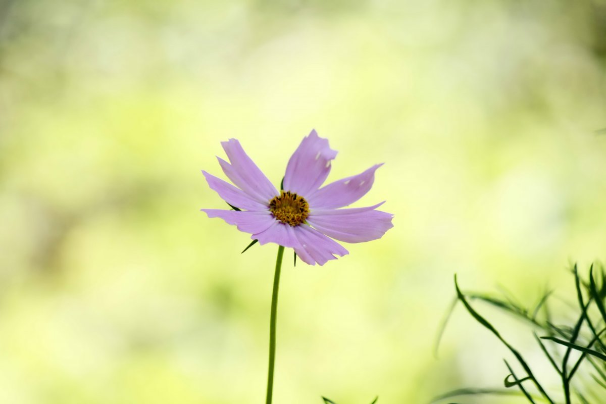 清新小花图片