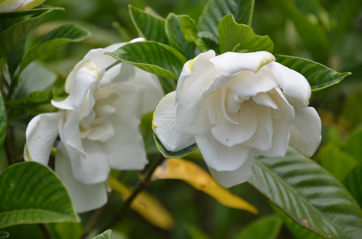 高清栀子花图片