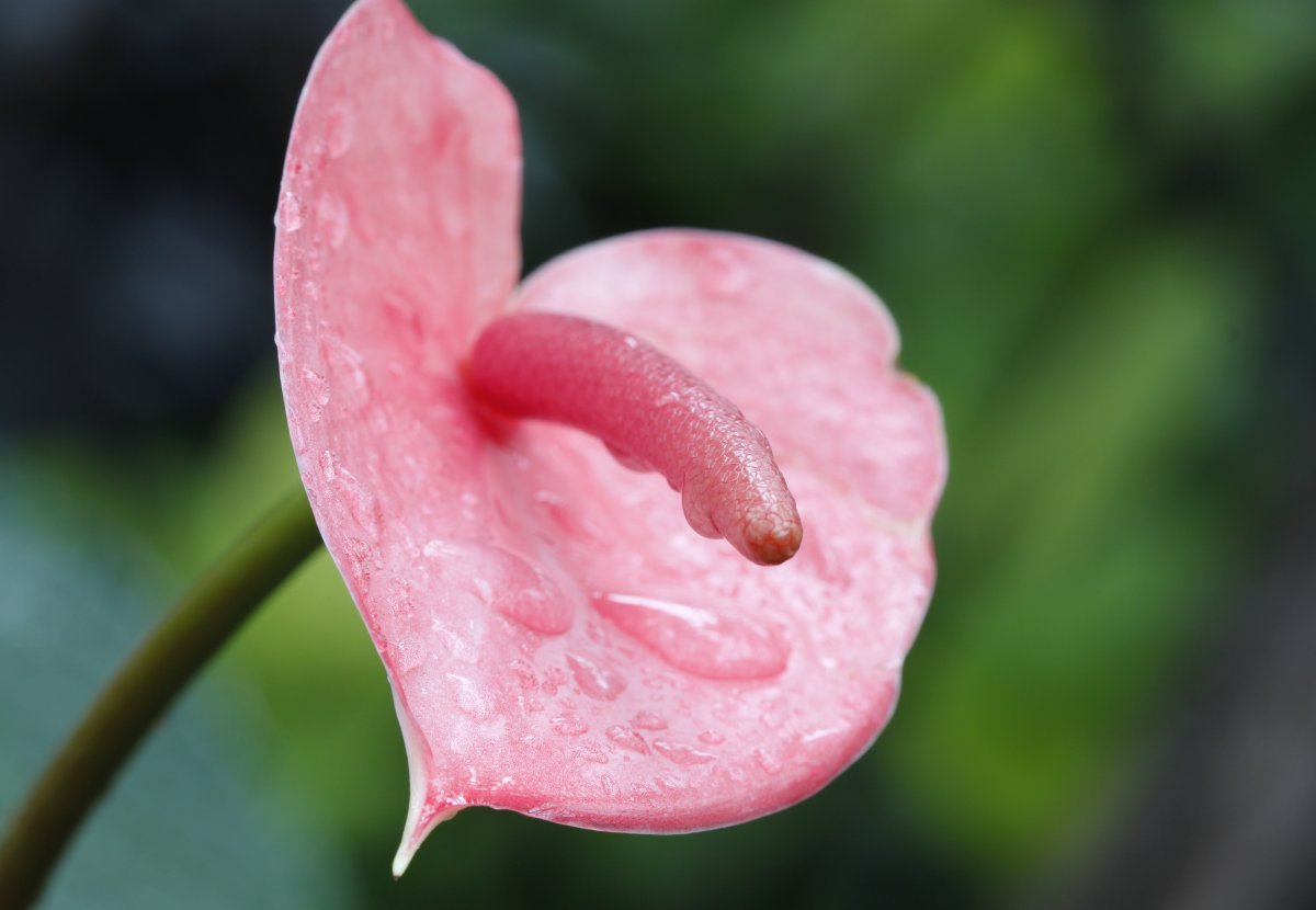 火鹤花唯美高清图片