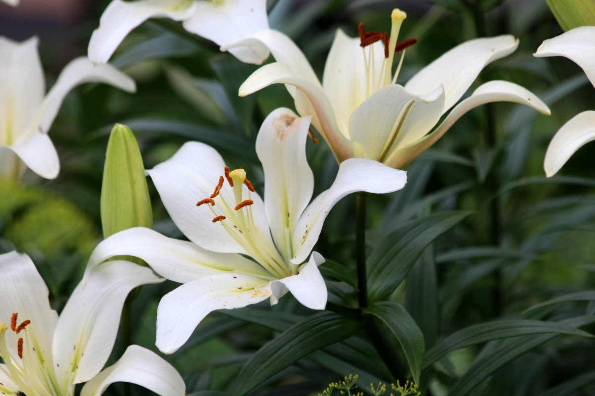 白色百合花朵图片,高清图片