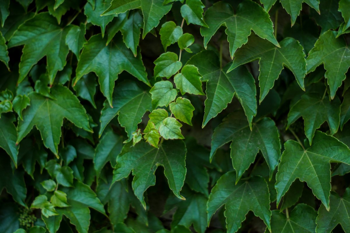 爬山虎种植图片欣赏