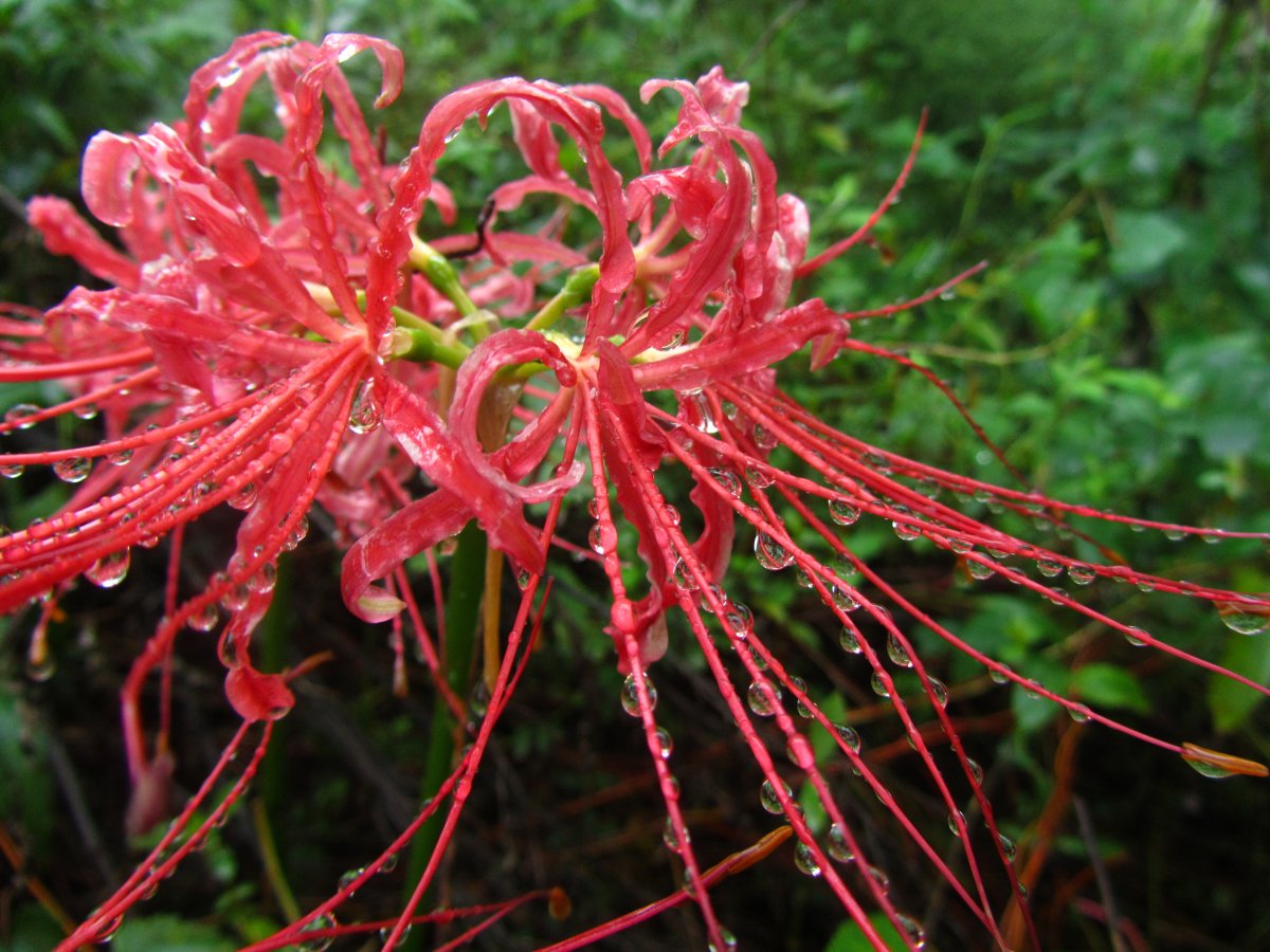 雨后彼岸花图片