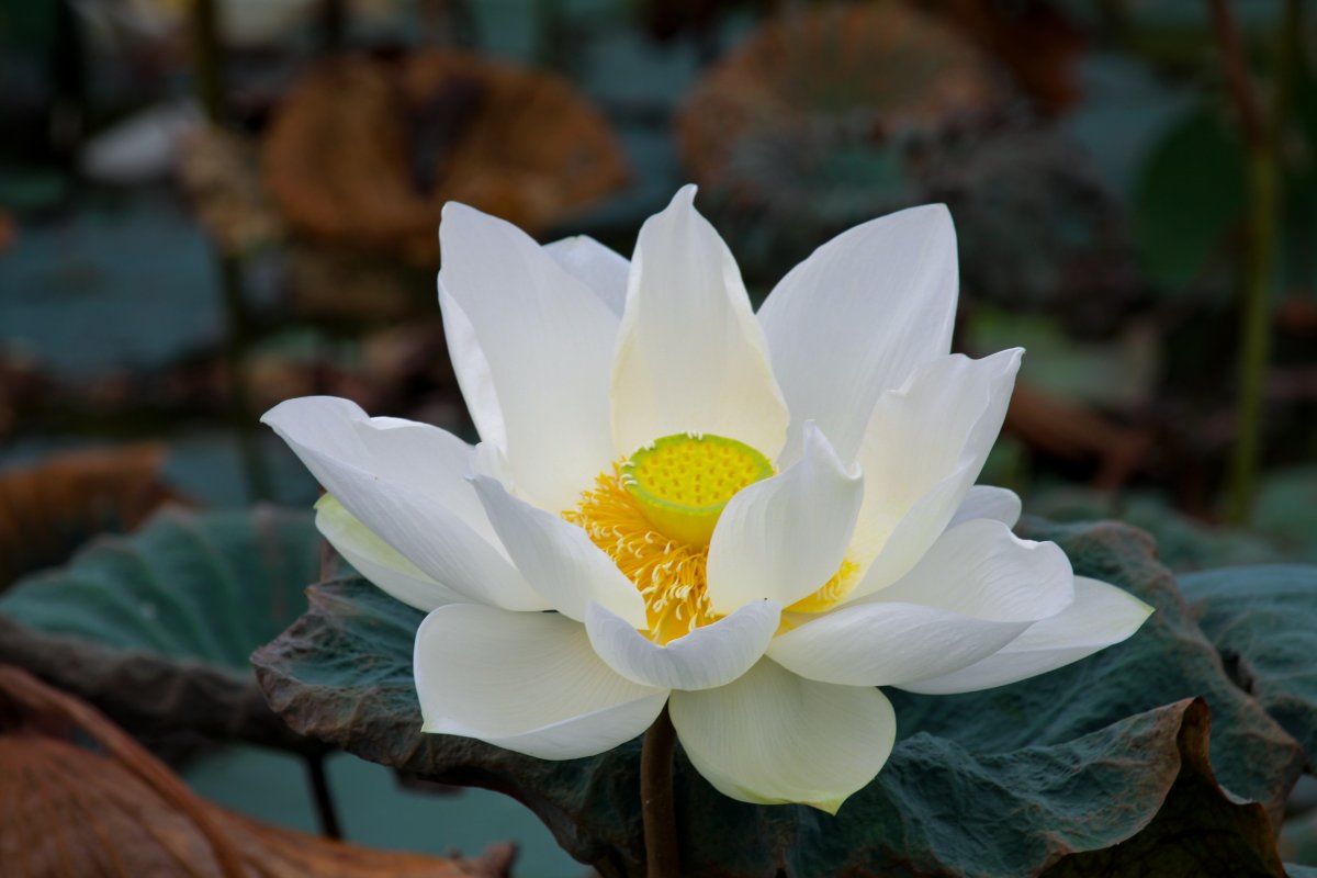 纯白色荷花花朵图片,高清图片