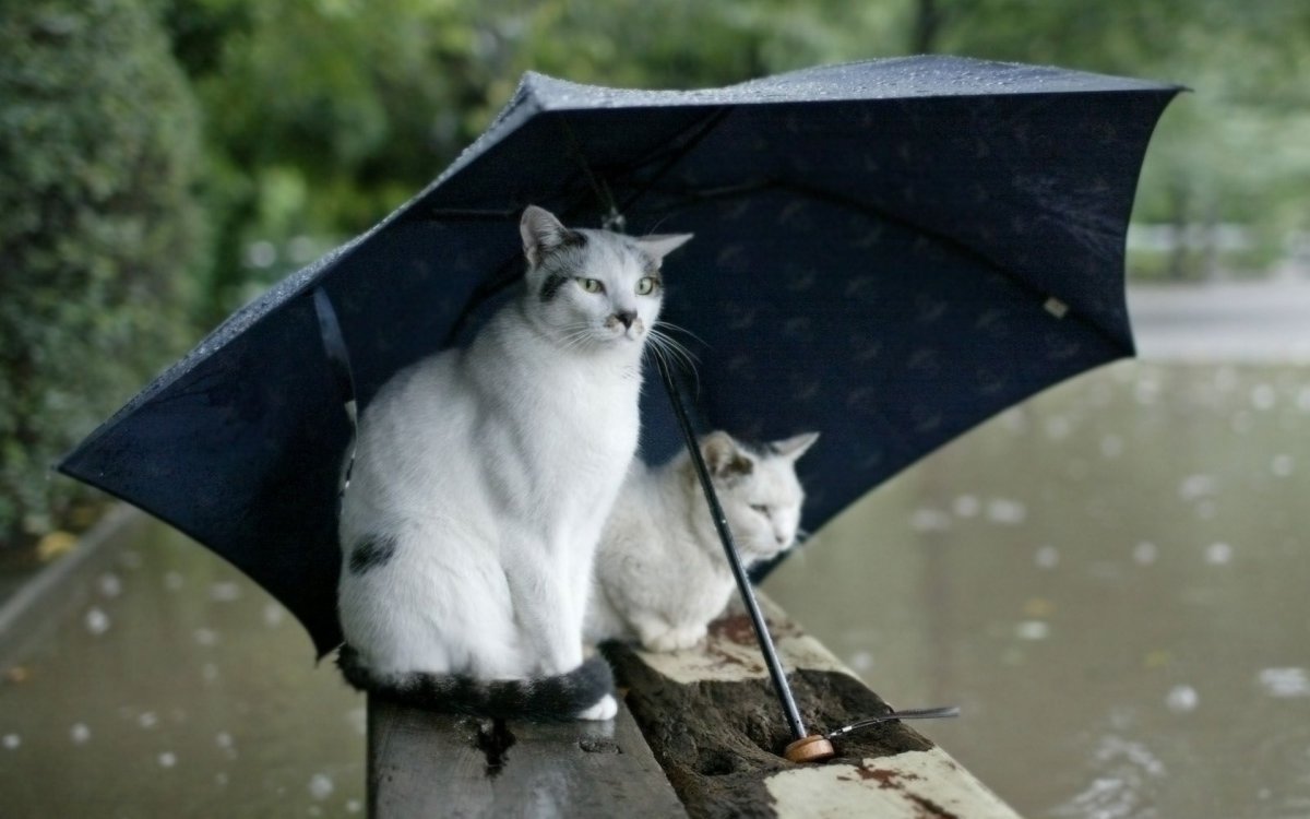 雨天风景图片