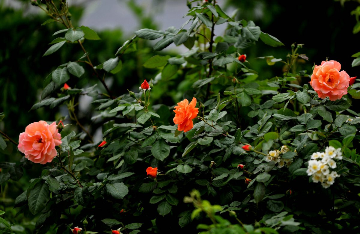 橙色蔷薇花图片