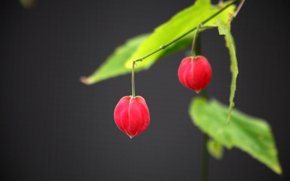 红色的灯笼花图片