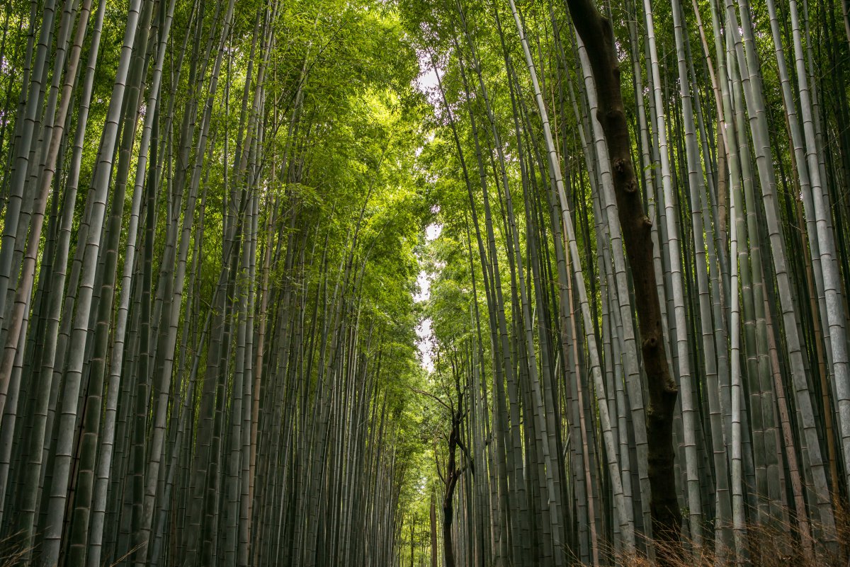 葱翠的竹林图片