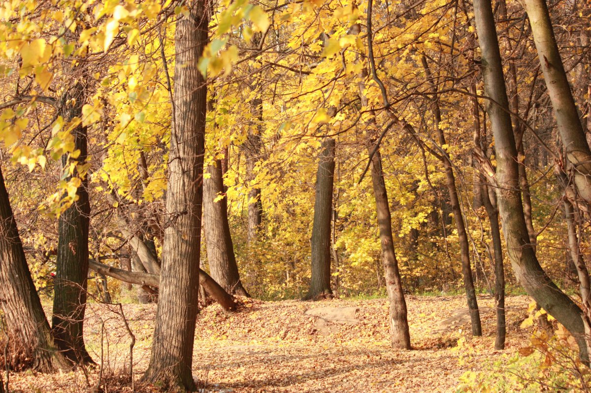 秋天树林风景高清图片
