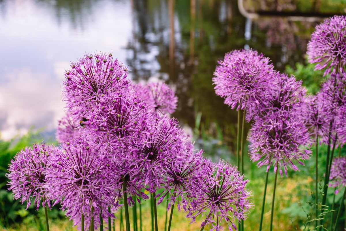 紫色韭菜花开花图片