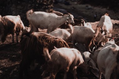 野外的山羊图片