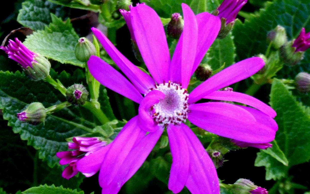 紫色的菊花图片